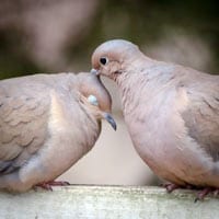 Receita para enxaqueca: amor e carinho