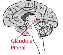 Glandula pineal fabrica melatonina