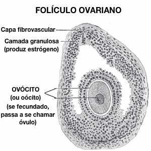 Folículo ovariano