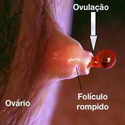 Ovulação