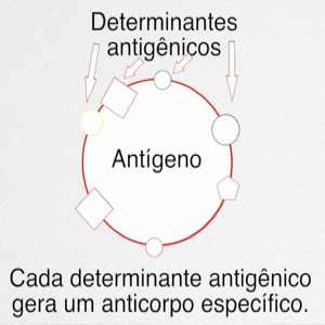 Determinantes antigênicos