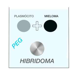 Hibridoma